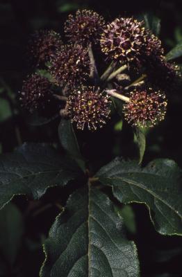 Acanthopanax sessiliflorus, flowers