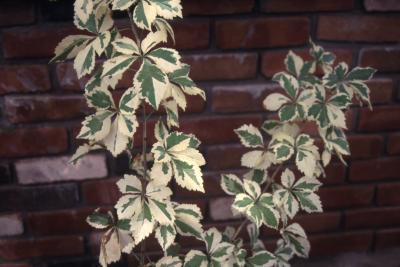 Acanthopanax sieboldianus ‘Variegatus’, form, branch