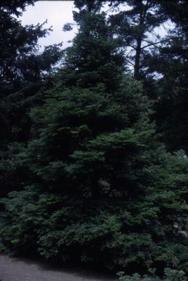 Abies grandis (Dougl. ex D. Don) Lindl. (grand fir), habit
