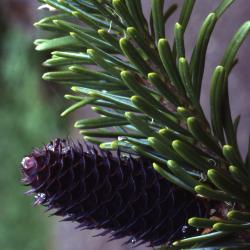 Abies lasiocarpa (Hook.) Nutt. (subalpine fir), branch tip and cone