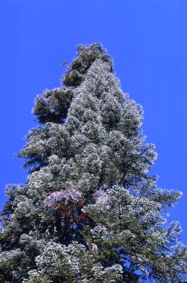 Abies magnifica A. Murray (California red fir), crown habit