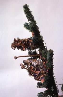 Stage 6 of 7 of Seed Maturation: Abies fraseri Poir. (Fraser’s fir), pine cone seed maturation