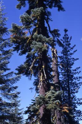 Abies magnifica A. Murray (California red fir) [left ] and Pinus monticola (western white pine) [right], habit