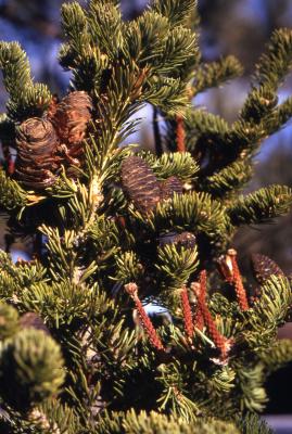 Abies lasiocarpa (Hook.) Nutt. (subalpine fir), branch with cones and spikes