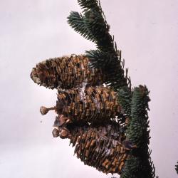  Stage 2 of 7 of Seed Maturation: Abies fraseri Poir. (Fraser’s fir)
