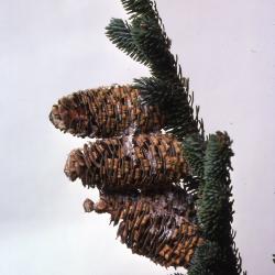  Stage 1 of 7 of Seed Maturation: Abies fraser Poir. (Fraser’s fir), tip of branch with reproductive cones
