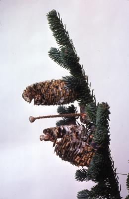 Stage 5 of 7 of Seed Maturation: Abies fraseri Poir. (Fraser’s fir), maturation of pine cone seed
