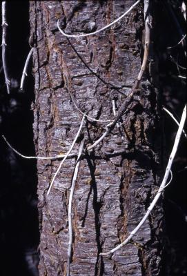 Abies magnifica A. Murray (California red fir), trunk 
