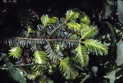 Abies grandis (Dougl. ex D. Don) Lindl. (grand fir), branchlet