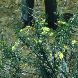 Acacia constricta (whitethorn acacia), habit 