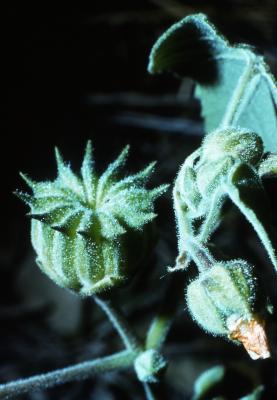 Abutilon theophrasti (velvet leaf), seed pod