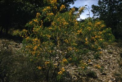 Acacia constricta (whitethorn acacia), habit