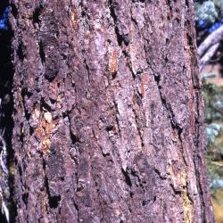 Abies magnifica A. Murray (California red fir), trunk