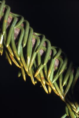 Abies nordmanniana (Stev.) Spach (Nordmann’s fir), needles