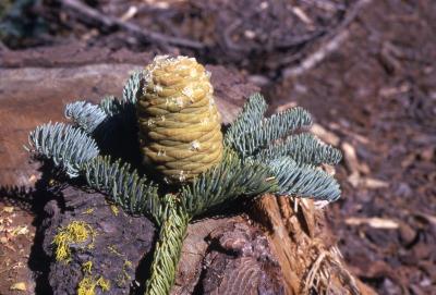 Abies magnifica A. Murray (California red fir), cone and foliage