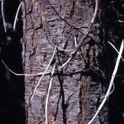 Abies magnifica A. Murray (California red fir), trunk 