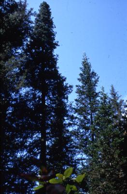 Abies sibirica Ledeb. (Siberian fir), habit