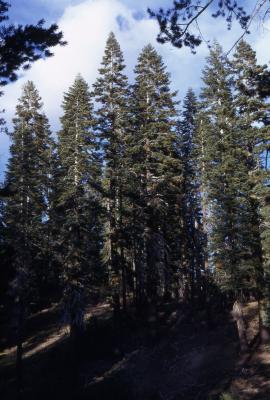 Abies magnifica A. Murray (California red fir), habit