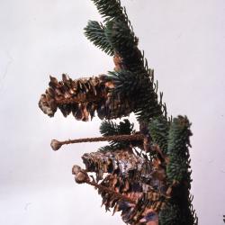 Stage 6 of 7 of Seed Maturation: Abies fraseri Poir. (Fraser’s fir), pine cone seed maturation