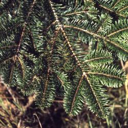 Abies grandis (Dougl. ex D. Don) Lindl. (grand fir), branch