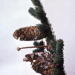 Stage 5 of 7 of Seed Maturation: Abies fraseri Poir. (Fraser’s fir), maturation of pine cone seed