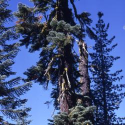 Abies magnifica A. Murray (California red fir) [left ] and Pinus monticola (western white pine) [right], habit