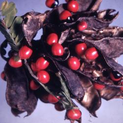 Abrus precatorius (rosary pea), leaves, seeds, pods
