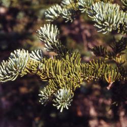 Abies lasiocarpa (Hook.) Nutt. (subalpine fir), branch