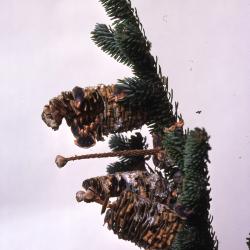 Stage 6 of 7 of Seed Maturation: Abies fraseri Poir. (Fraser’s fir), pine cone seed development