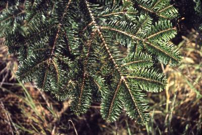 Abies grandis (Dougl. ex D. Don) Lindl. (grand fir), branch