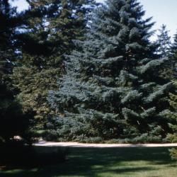 Abies pinsapo Boiss. (Spanish fir), habit