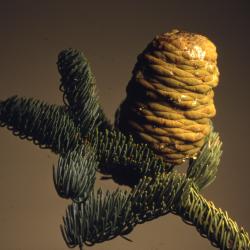 Abies magnifica A. Murray (California red fir), cone and foliage