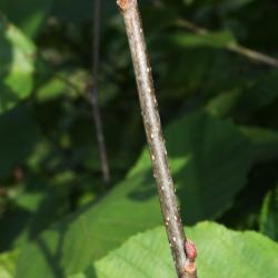 Alnus incana subsp. rugosa (Speckled Alder), bark, branch