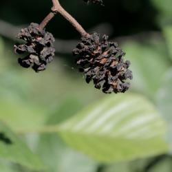 Alnus glutinosa 'Pyramidalis' (Pyramidal European Black Alder), fruit, mature