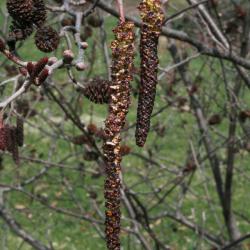 Alnus incana subsp. rugosa (Speckled Alder), flower, staminate