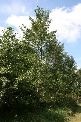 Alnus glutinosa (European Black Alder), habit, summer