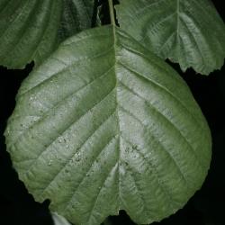 Alnus glutinosa 'Pyramidalis' (Pyramidal European Black Alder), leaf, upper surface