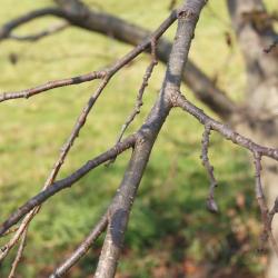 Alnus hirsuta (Manchurian Alder), bark, twig