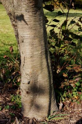 Alnus hirsuta (Manchurian Alder), bark, trunk