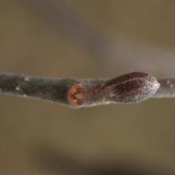 Alnus incana subsp. rugosa (Speckled Alder), bud, lateral