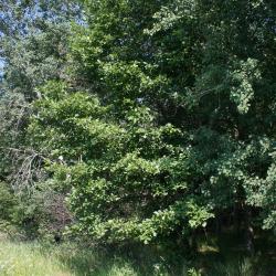 Alnus incana subsp. rugosa (Speckled Alder), habit, summer