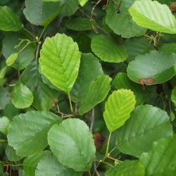 Alnus glutinosa (European Black Alder), leaf, new
