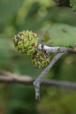 Alnus incana subsp. rugosa (Speckled Alder), fruit, immature