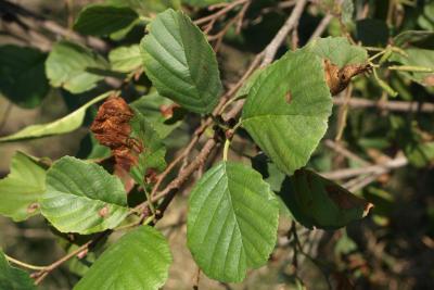 Alnus glutinosa (European Black Alder), leaf, summer