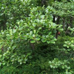 Alnus glutinosa (European Black Alder), habit, summer