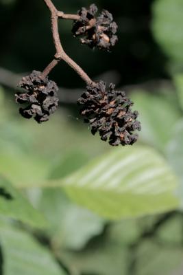Alnus glutinosa 'Pyramidalis' (Pyramidal European Black Alder), fruit, mature