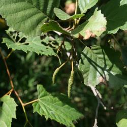 Alnus glutinosa (European Black Alder), bud, staminate