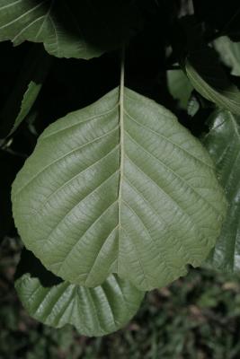 Alnus glutinosa 'Pyramidalis' (Pyramidal European Black Alder), leaf, lower surface