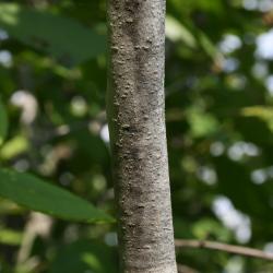 Alnus incana subsp. rugosa (Speckled Alder), bark, trunk