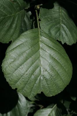 Alnus glutinosa 'Pyramidalis' (Pyramidal European Black Alder), leaf, upper surface